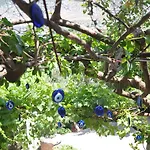 Aparthotel Lacivert Boutique Hotel Selimiye (Aegean)